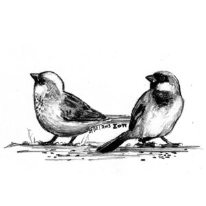 black and white sketch two birds looking upwards after eating crumbles