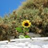 sunflower over a white wall at a Greek island in a sunny day