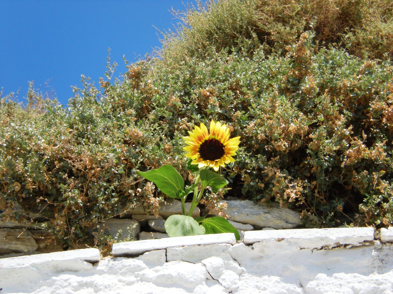 sunflower over a white wall at a Greek island in a sunny day